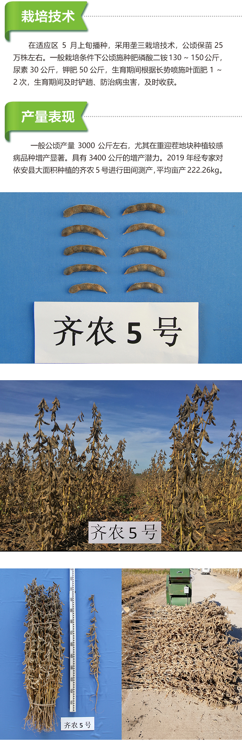 > 大豆种子